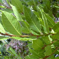 Laurus nobilis (Лавр благородный) - растение