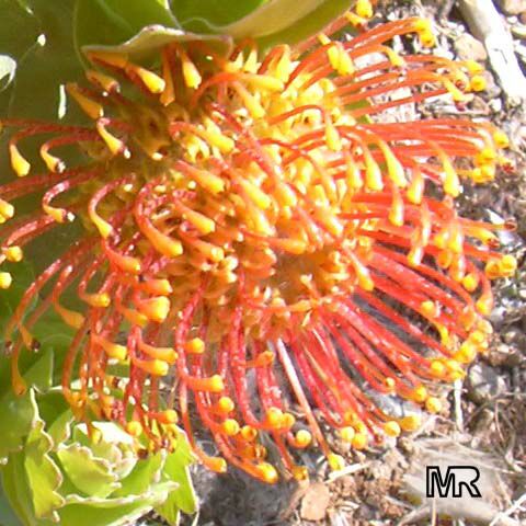 Leucospermum patersonii, Silveredge Pincushion