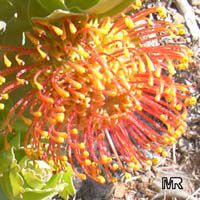 Leucospermum patersonii, Silveredge Pincushion

Click to see full-size image