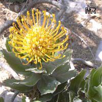 Leucospermum patersonii, Silveredge Pincushion

Click to see full-size image