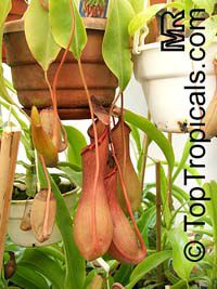 Nepenthes sp., Winged Nepenthes, Pitcher Plant, Monkey Cups

Click to see full-size image