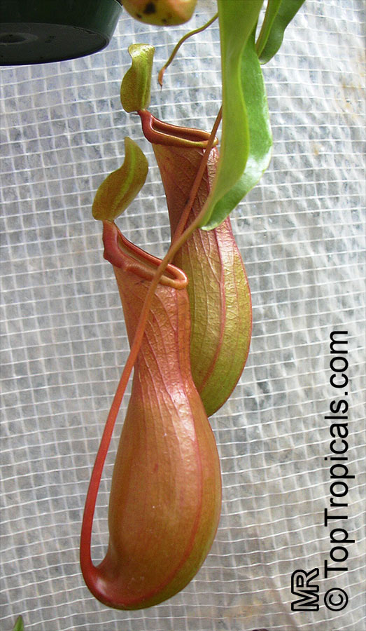 Nepenthes alata, Nepenthes graciliflora, Winged Nepenthes, Pitcher Plant