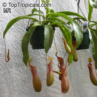 Nepenthes alata, Nepenthes graciliflora, Winged Nepenthes, Pitcher Plant

Click to see full-size image