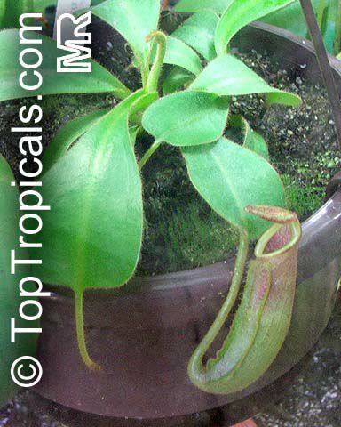 Nepenthes sp., Winged Nepenthes, Pitcher Plant, Monkey Cups. Nepenthes veitchii