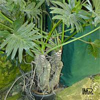 Philodendron pinnatifidum, Philodendron

Click to see full-size image