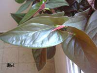 Syngonium erythrophyllum, Syngonium

Click to see full-size image