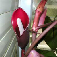 Philodendron blushing Blushing Philodendron