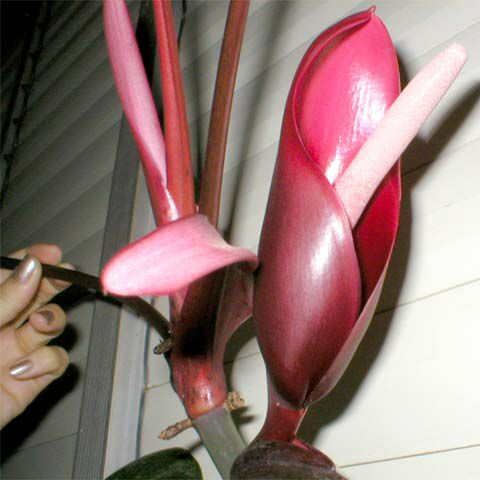 Philodendron erubescens, Blushing Philodendron, Redleaf Philodendron. Photo by Mark Landa