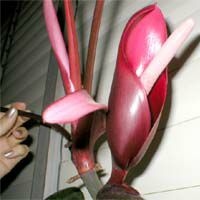 Philodendron erubescens, Blushing Philodendron, Redleaf Philodendron

Click to see full-size image