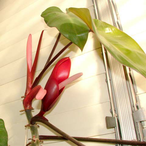 Philodendron erubescens, Blushing Philodendron, Redleaf Philodendron