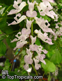 Plectranthus australis, Swedish Ivy

Click to see full-size image