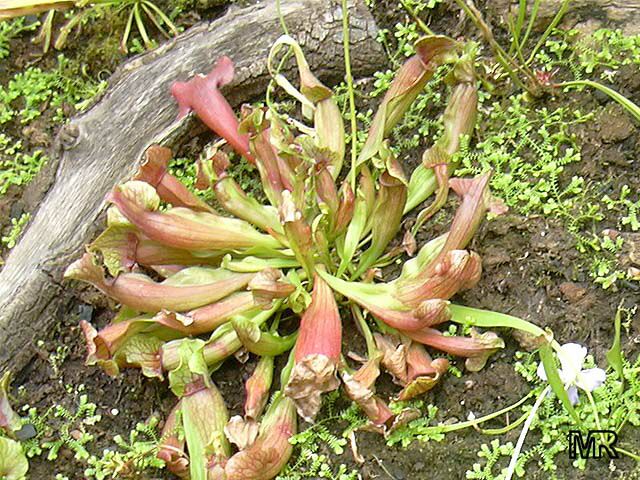 Sarracenia wrigleyana, Scarlet belle pitcher plant