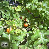 Solanum aculeatissimum, Solanum capsicoides, Cockroach berry, Indian Love Apple, Soda Apple, Devils Apple

Click to see full-size image