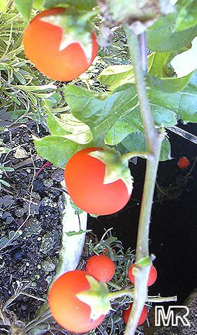 Solanum capsicoides - Cockroach Berry - Mata-cavalo (Solanaceae