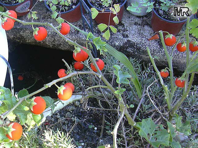 Solanum aculeatissimum, Solanum capsicoides, Cockroach berry, Indian Love Apple, Soda Apple, Devils Apple