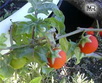Solanum aculeatissimum, Solanum capsicoides, Cockroach berry, Indian Love Apple, Soda Apple, Devils Apple

Click to see full-size image