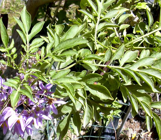 Solanum seaforthianum, Brazilian Nightshade, St. Vincent Lilac, Glycine, Italian Jasmine, Potato Creeper