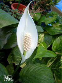 Spathiphyllum wallisii, Peace lily

Click to see full-size image