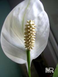 Spathiphyllum wallisii, Peace lily

Click to see full-size image