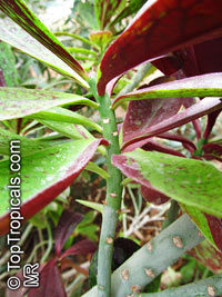 Euphorbia umbellata, Synadenium compactum, Synadenium grantii, Euphorbia bicompacta var.rubrafolia, African Milk Bush

Click to see full-size image