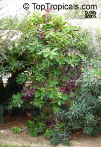 Euphorbia umbellata, Synadenium compactum, Synadenium grantii, Euphorbia bicompacta var.rubrafolia, African Milk Bush

Click to see full-size image