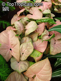 Syngonium podophyllum Strawberry Cream - Neon Robusta

Click to see full-size image