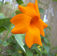 Thunbergia gregorii, Orange Clock Vine

Click to see full-size image