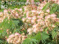 Albizia julibrissin 'E.H. Wilson' (Альбиция шёлковая) - растение