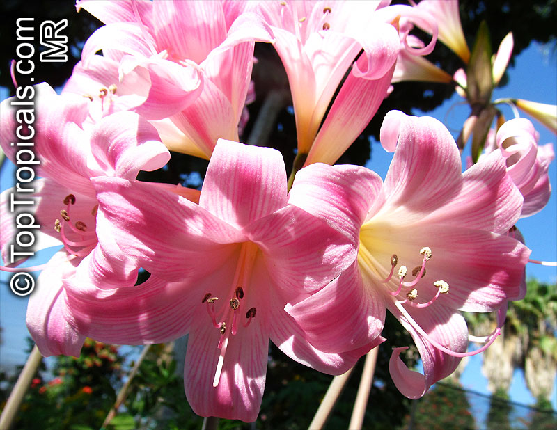 Amaryllis belladonna, Callicore rosea, Belladonna Lily, March Lily, Naked Lady