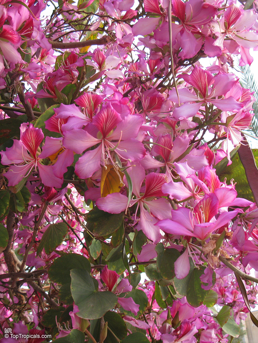 Bauhinia variegata, Phanera variegata, Orchid tree, Purple orchid tree, Mountain ebony, Poor Man's orchid