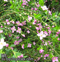 Boronia sp., Boronia