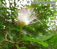Calliandra sp., Powder Puff

Click to see full-size image