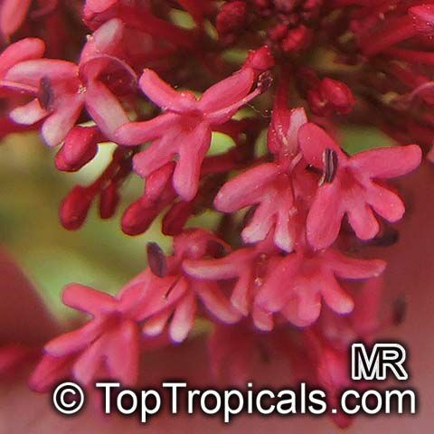 Centranthus ruber , Red Valerian 
