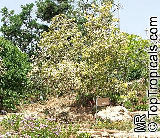 Dais cotinifolia, Pompon tree, Pincushion tree, Kannabast