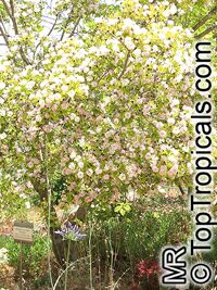 Dais cotinifolia, Pompon tree, Pincushion tree, Kannabast

Click to see full-size image