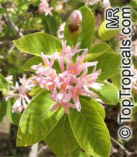 Dais cotinifolia, Pompon tree, Pincushion tree, Kannabast

Click to see full-size image