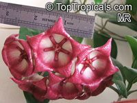 Hoya archboldiana, Papua Wax Plant

Click to see full-size image