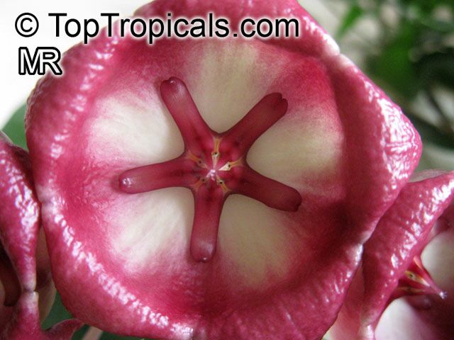 Hoya archboldiana, Papua Wax Plant