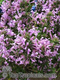 Hypoestes aristata, Purple Haze, Ribbon Bush

Click to see full-size image