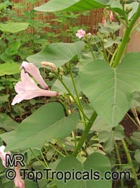 Ipomoea carnea, Silver Morning Glory, Bush Morning Glory

Click to see full-size image