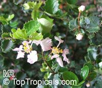 Malpighia coccigera , Miniature Holly, Singapore Holly, Florida Holly

Click to see full-size image