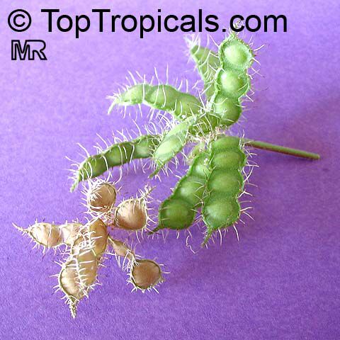 Mimosa pudica, Mimosa strigillosa, Sensitive Plant