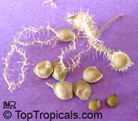 Mimosa pudica, Mimosa strigillosa, Sensitive Plant

Click to see full-size image