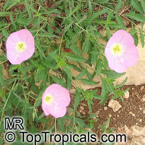 Oenothera speciosa, Pink Evening Primrose, Pinkladies