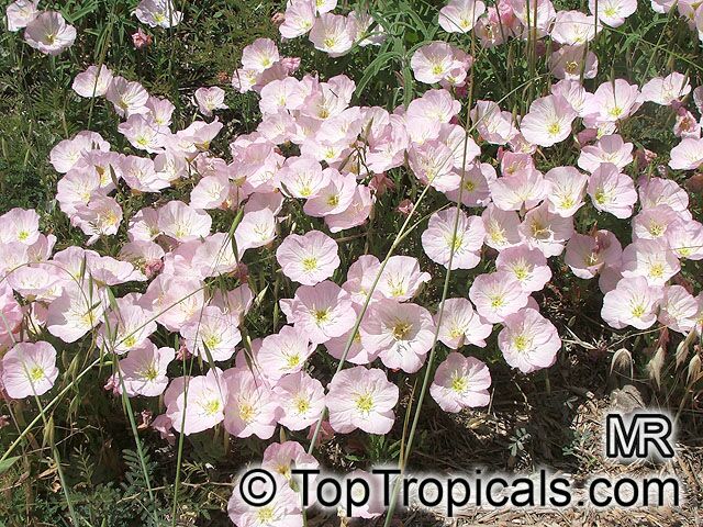 Oenothera speciosa, Pink Evening Primrose, Pinkladies