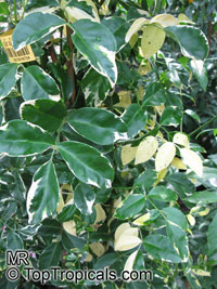 Pandorea jasminoides, Bignonia jasminoides, Tecoma jasminoides, Pandora vine, Bower vine, Southern Bell