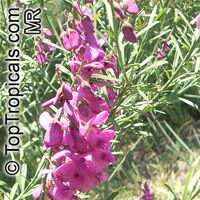 Polygala vigrata - seeds

Click to see full-size image