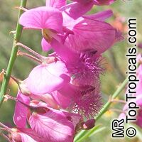 Polygala virgata, Purple broom, Persboom, Bloukappie

Click to see full-size image