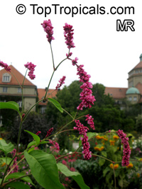 Persicaria orientalis, Polygonum orientale, Kiss Me Over The Garden Gate, Princess Feather, Oriental Persicary

Click to see full-size image