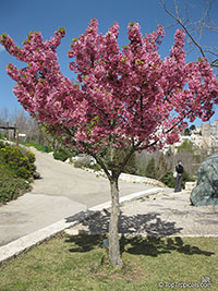 Prunus campanulata, Taiwan Cherry, Formosan Cherry